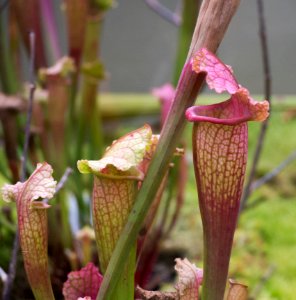 Kew Orchids March 2018 085 photo