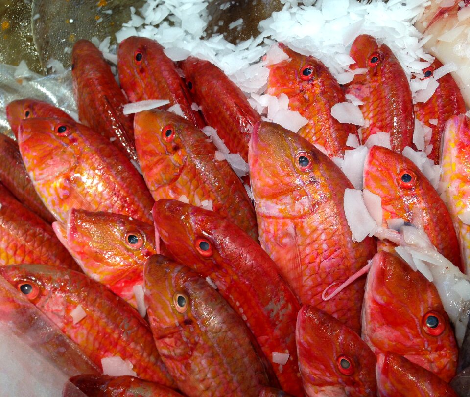Fish mullet fish market