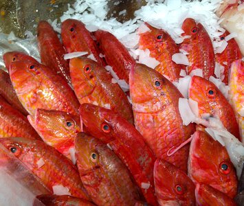 Fish mullet fish market photo