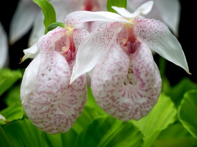 Kew Orchids March 2018 036