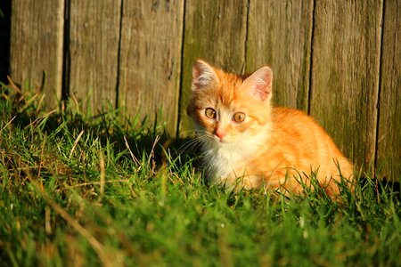 Cat baby young cat red cat photo