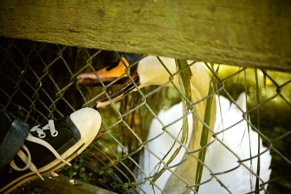 Willowbank Wildlife Reserve