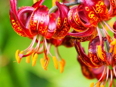 Kew Gardens 17 June 2018 070