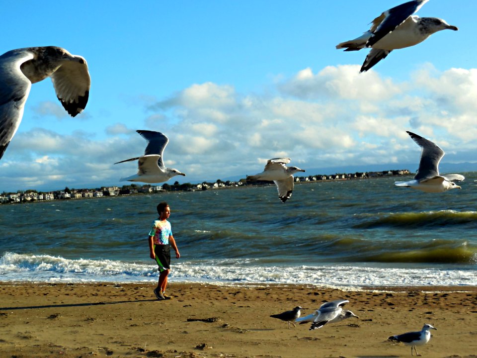 Alameda-summer beach