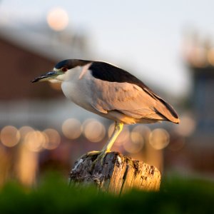 Black-crowned Night Heron