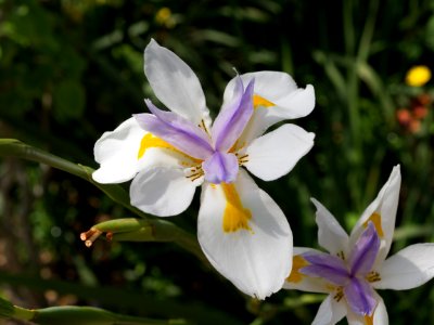 Kew Gardens 28 May 2018  020