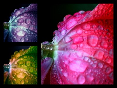 Color drop of water spring