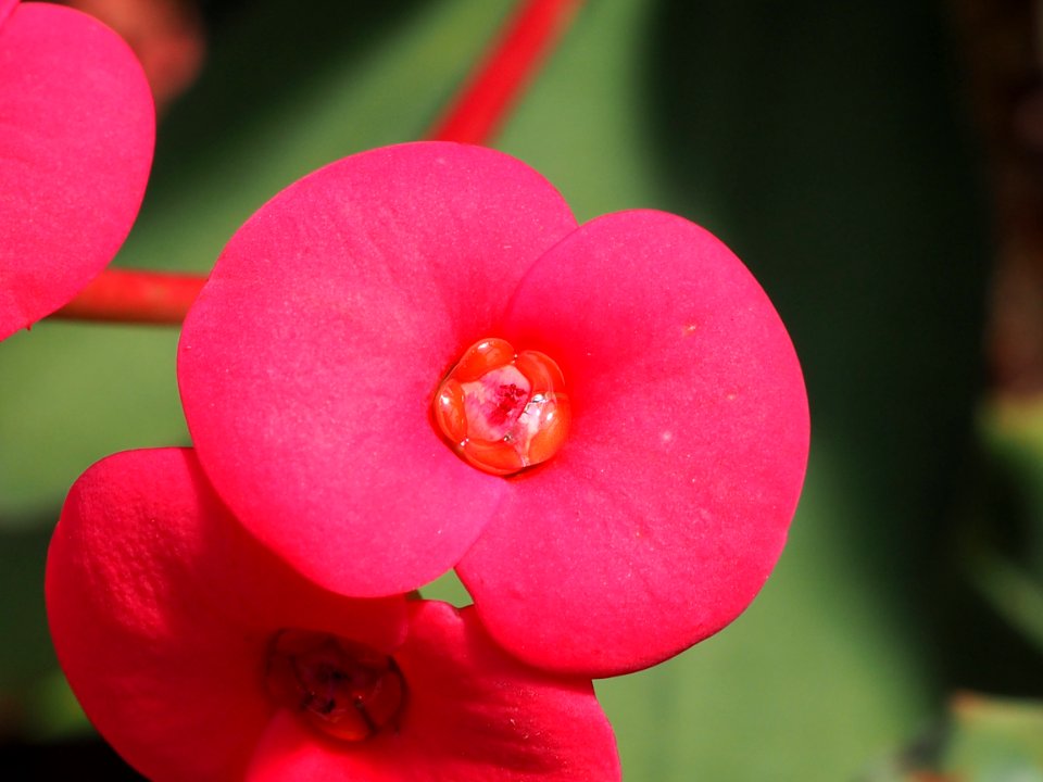 Kew Gardens 14 July 2018 063