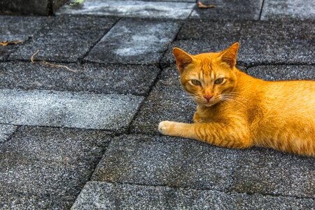 The little animals animals the orange cat