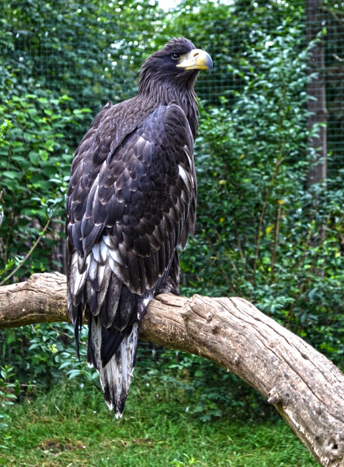Predator bird sitting