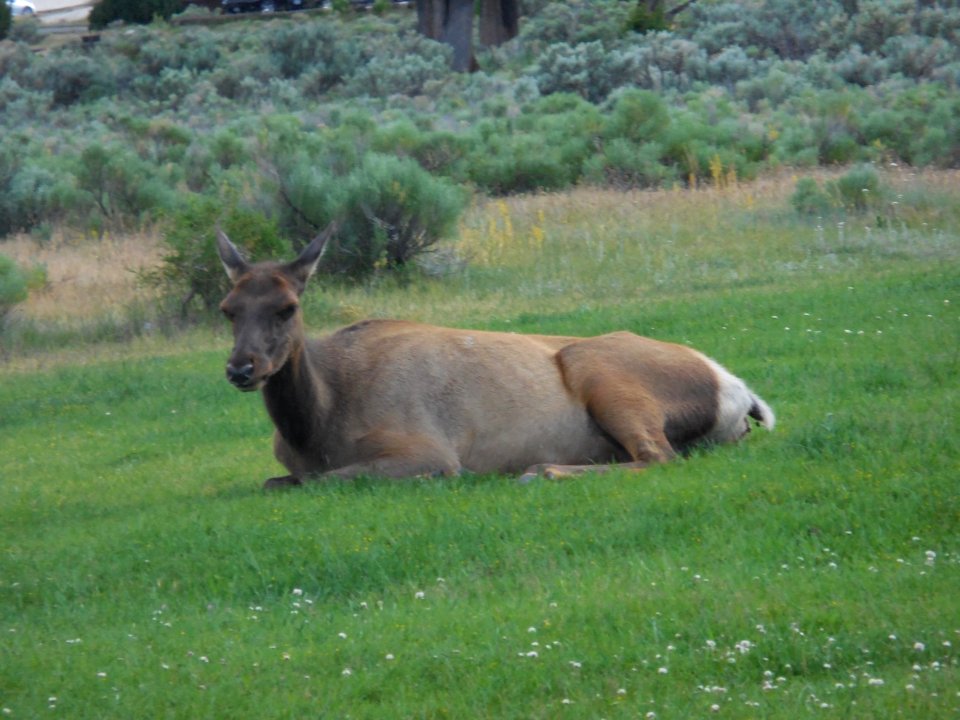 Yellowstone Elk Mammoth Hot Springs