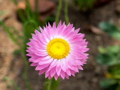 Kew Gardens 28 May 2018  026