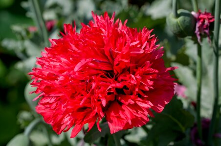 Bloom ornamental plant red
