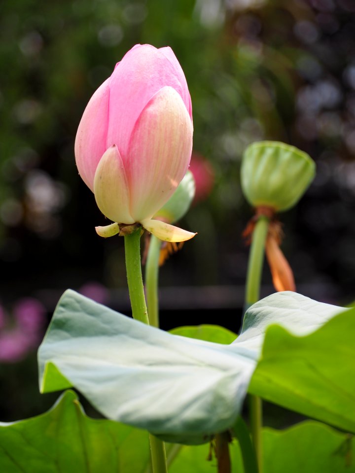 Kew Gardens 14 July 2018 030
