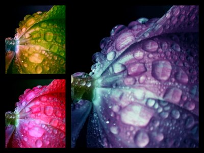 Color drop of water spring