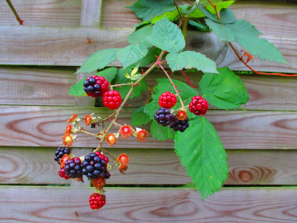 Berries autumn branch