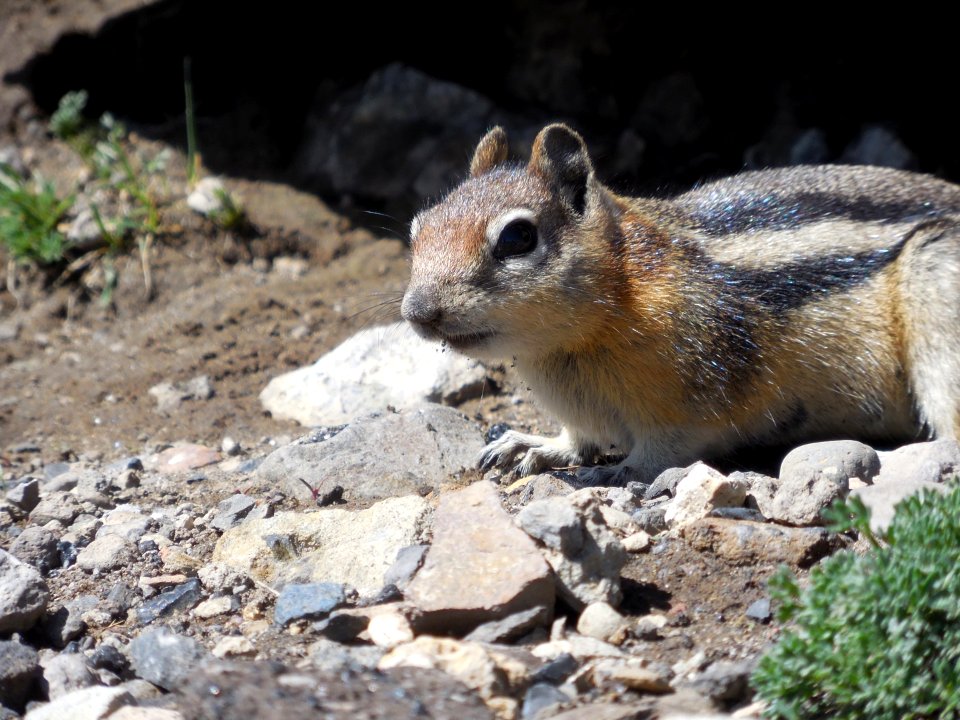 Yellowstone Ground Squirrel from Mount Washburn