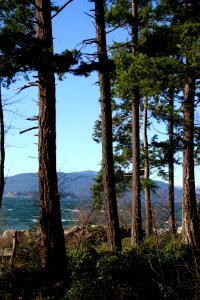 Edge of Forest