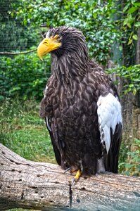 Predator bird sitting