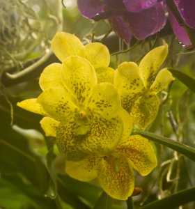 Kew Orchids March 2018 007
