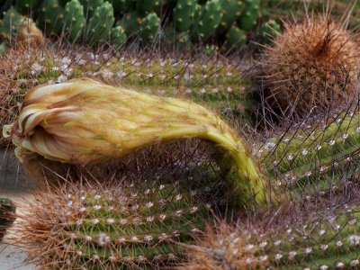 Kew Gardens 7 July 2018 055