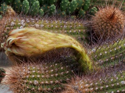 Kew Gardens 7 July 2018 055 photo