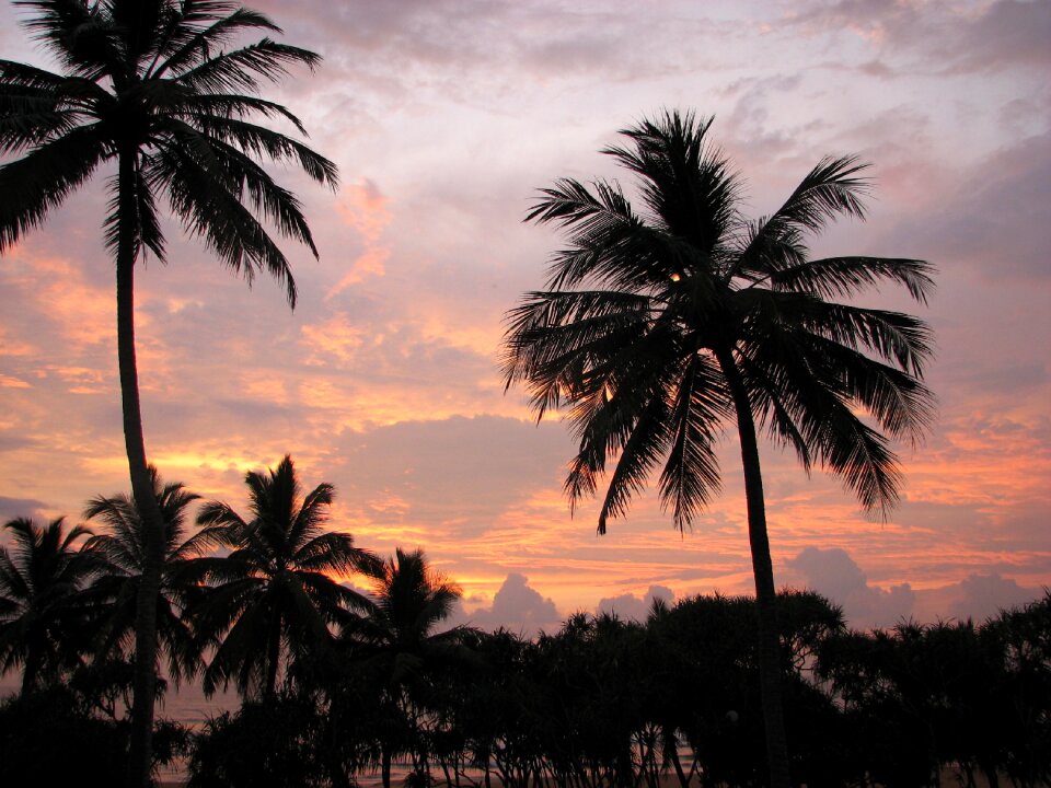 Palm trees holiday tropical