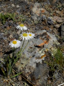 Yellowstone WIldflower Cinnabar Basin