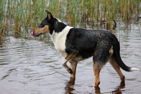 Pet water bath