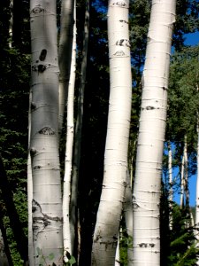 Aspen Trinks