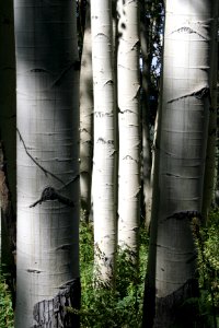 Two pair
