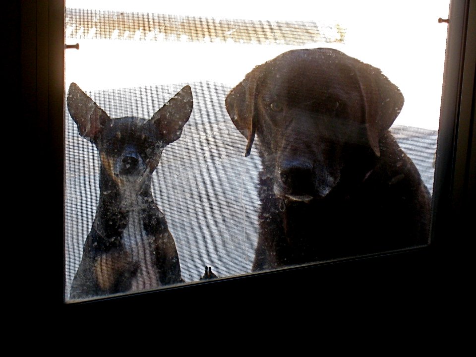 Paco and Reno Want to Come Inside