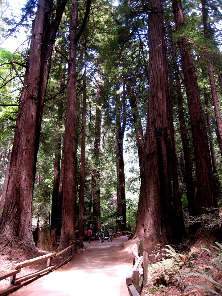 Giants of Muir Woods