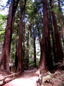 Giants of Muir Woods