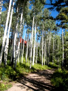 Tree Lined Drive