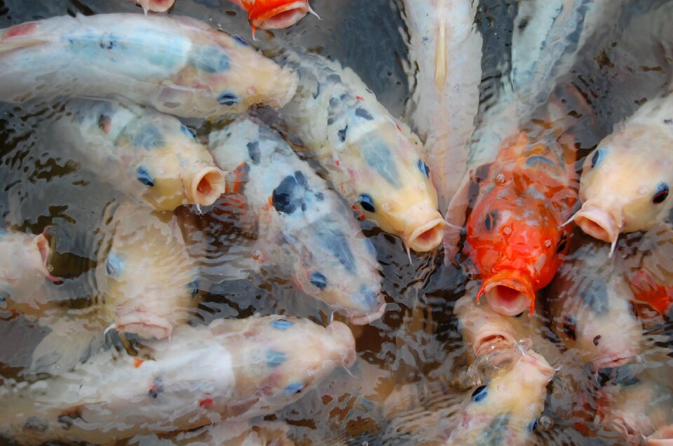 Fish japan koi carp