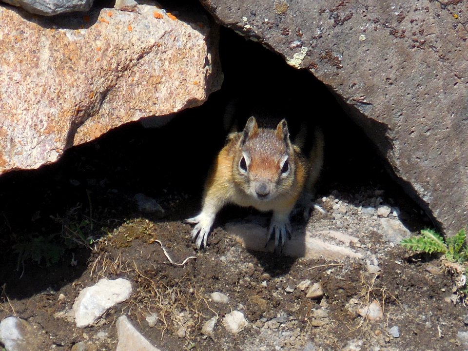 Yellowstone Ground Squirrel Mount Washburn