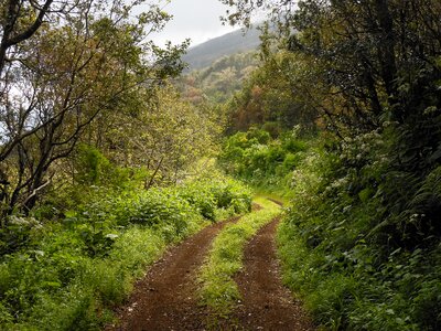 Green canary islands nature