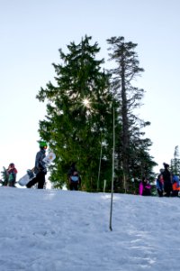 Trees with Shinning Sun