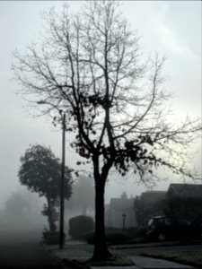 2019-12-20 Morning fog