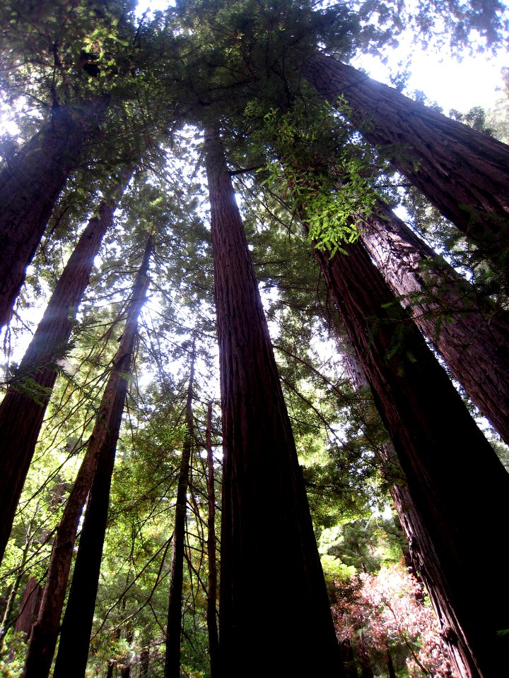Giants of Muir Woods