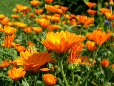 Orange macro garden