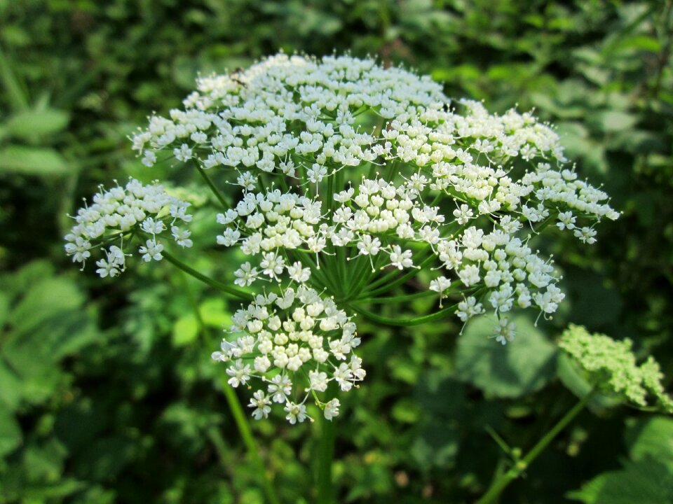 Bishop's weed goutweed snow-in-the-mountain
