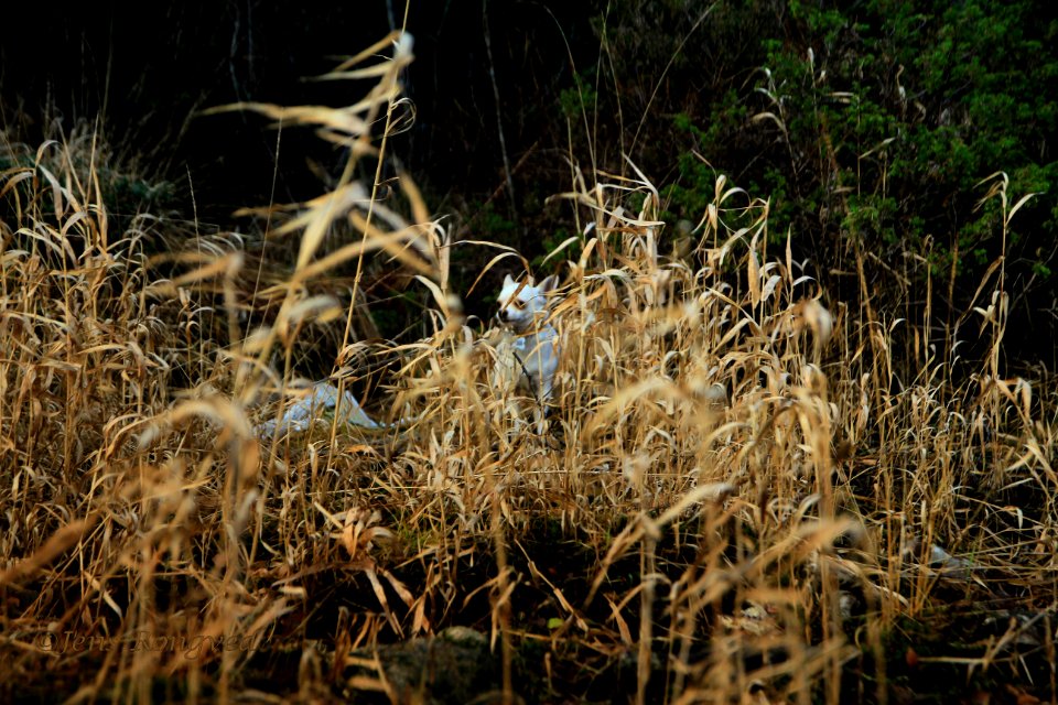Snoopy in the winter weeds