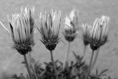 Thistle dry macro