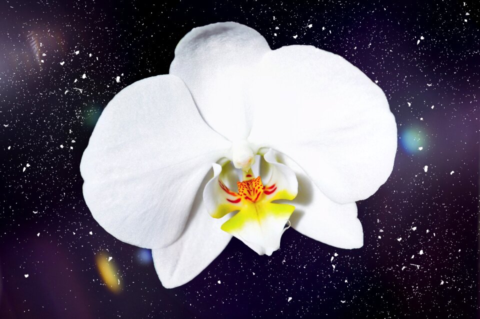 Flower white close up