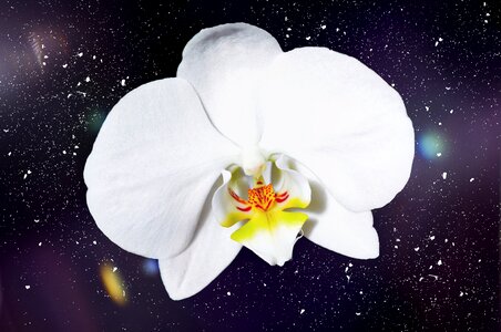Flower white close up