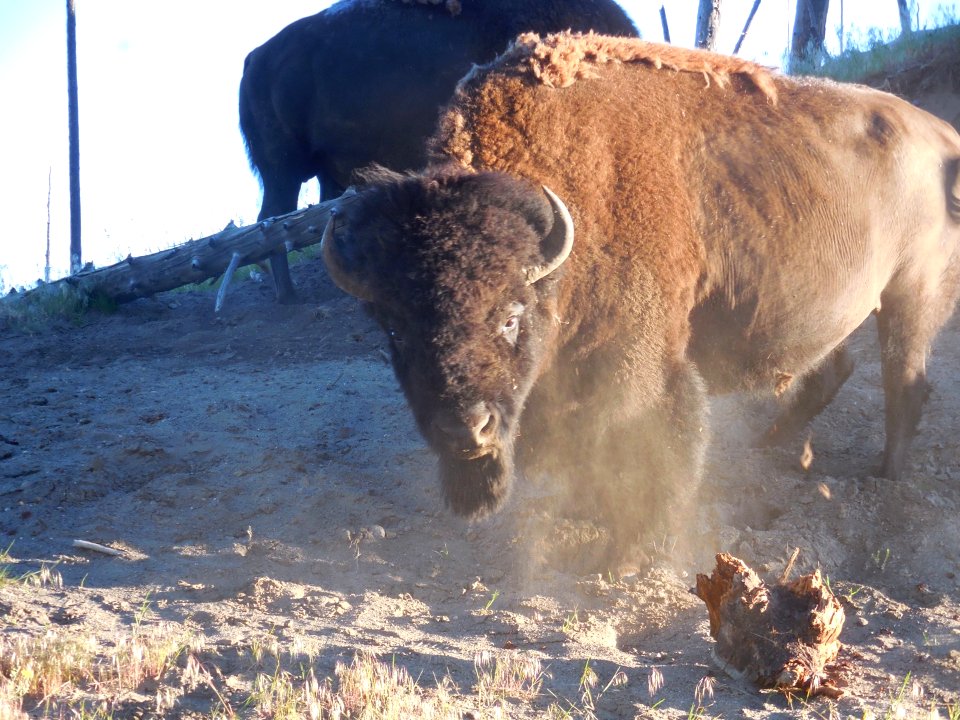 Yellowstone Bison Buffalo Lamar Valley