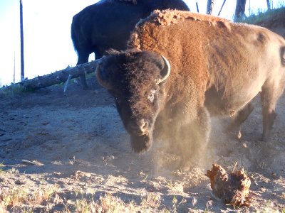 Yellowstone Bison Buffalo Lamar Valley