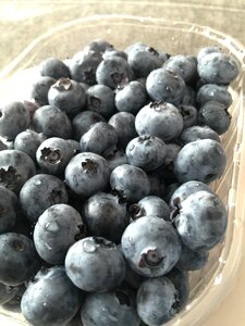 Blueberries jagoda nature